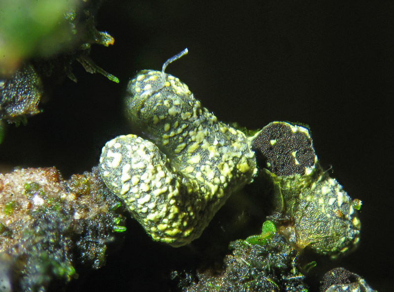 Physarum decipiens